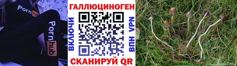 Псилоцибиновые грибы GOLDEN TEACHER  Апшеронск 